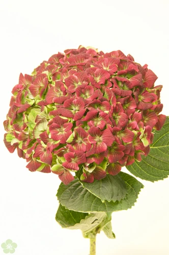 Hortensia